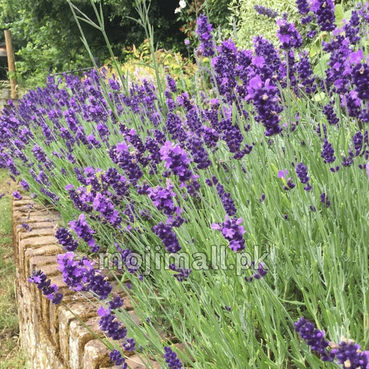 Lavender – 20+ Seeds