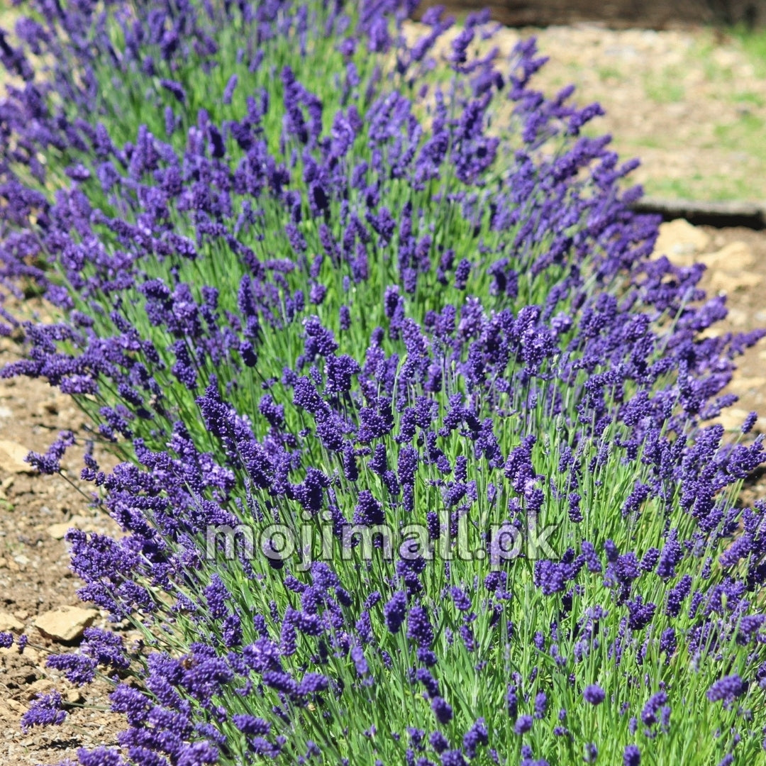 Lavender – 20+ Seeds