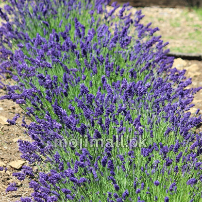 Lavender – 20+ Seeds