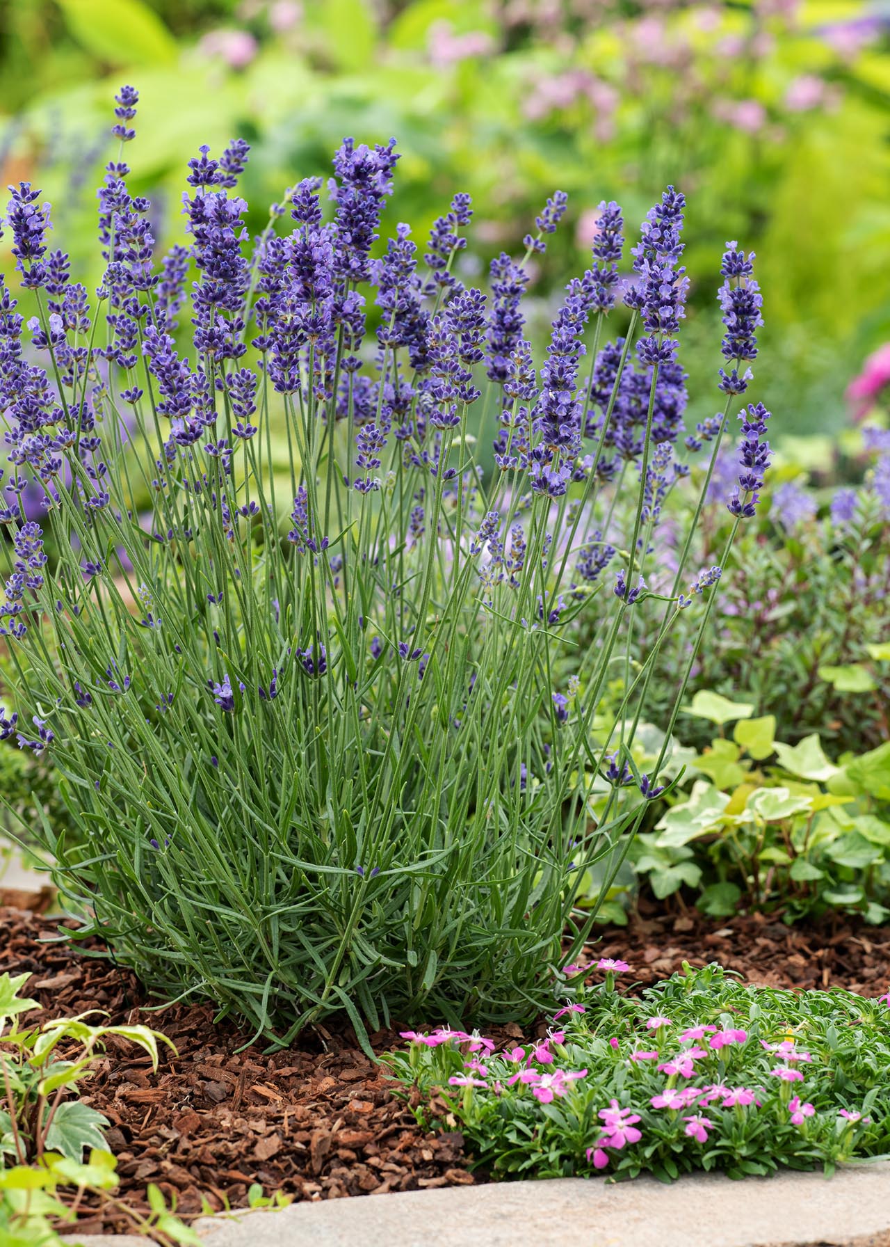 Garden scene with lavender plants and pink flowers