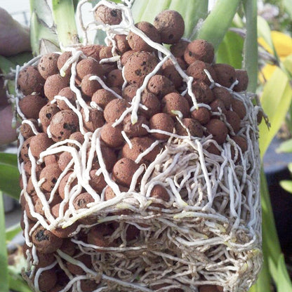 Leca Balls (imported)