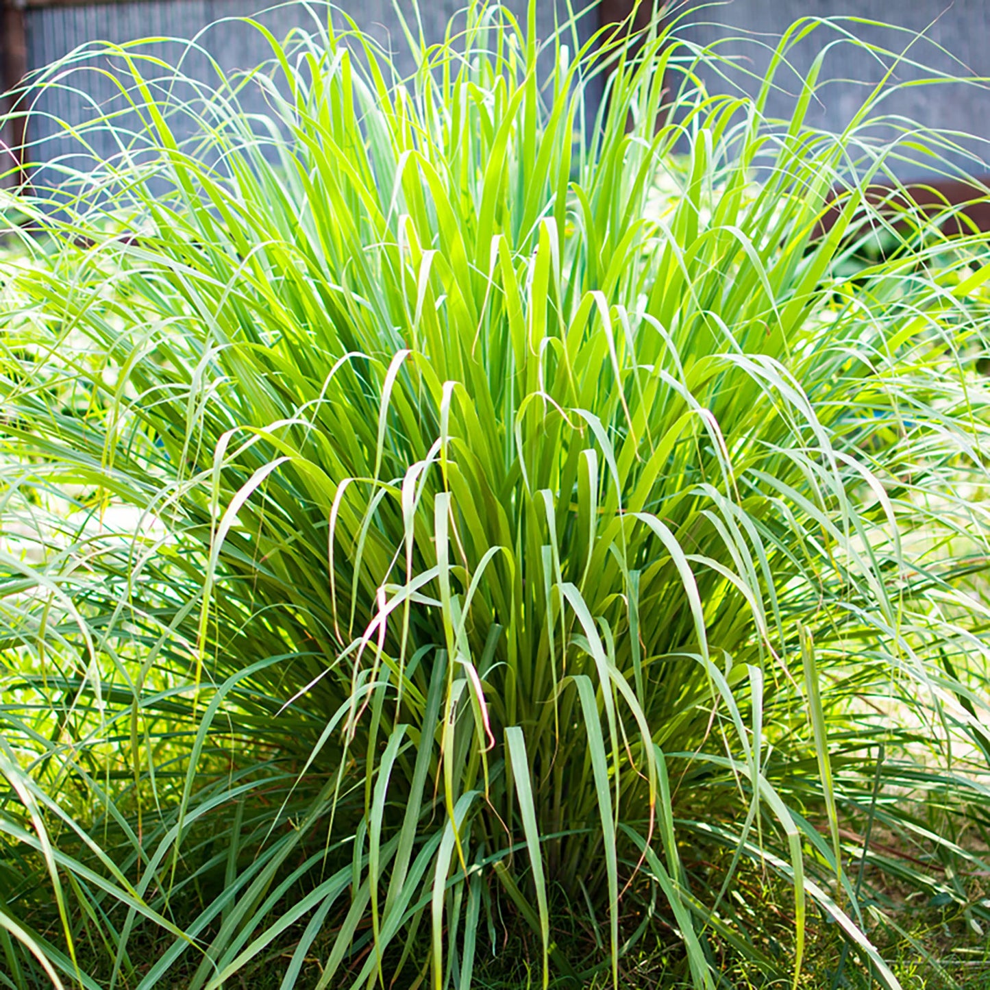 Lemon Grass - Seeds