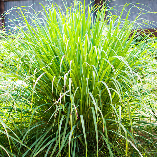 Lemon Grass - Seeds