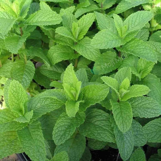 Lemon balm – 50+ Seeds
