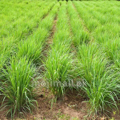 Lemon Grass (سبز قہوہ) – 50+ Seeds