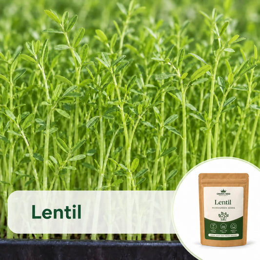 Lentil Green: Microgreens Seeds