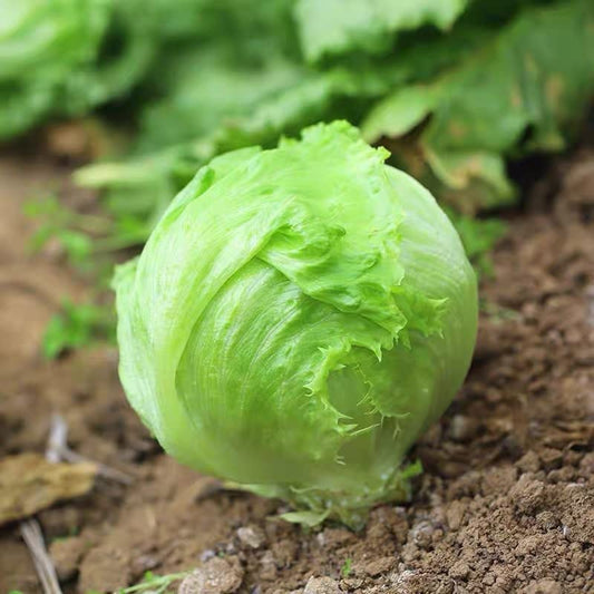 Lettuce Iceberg - 150+ Seeds