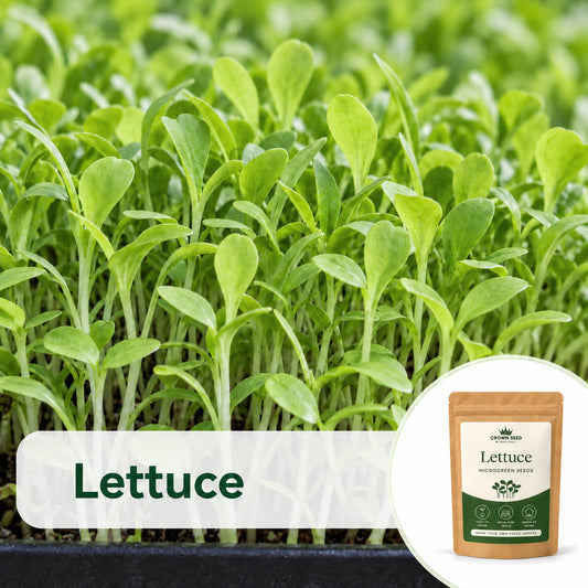 Lettuce: Microgreens Seeds