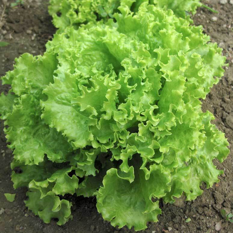 Lettuce (Salad Patta) - Green - F1 Hybrid - 200+ Seeds