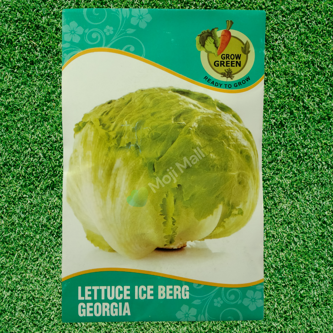 Lettuce Iceberg - 150+ Seeds