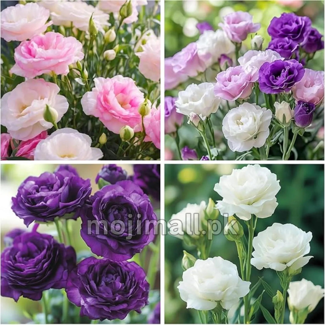 Lisianthus Tall Double – F1 Hybrid 10 Seeds