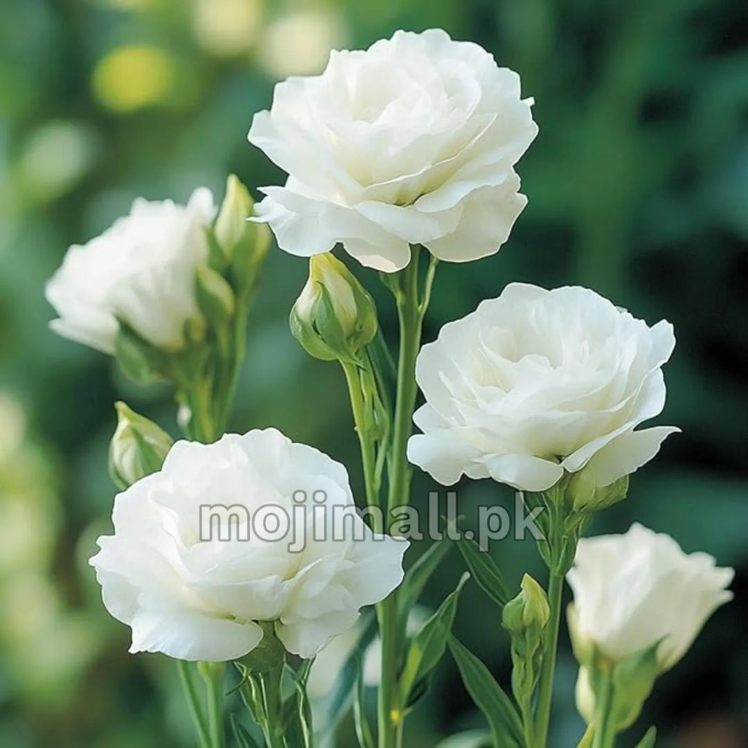 Lisianthus Tall Double – F1 Hybrid 10 Seeds