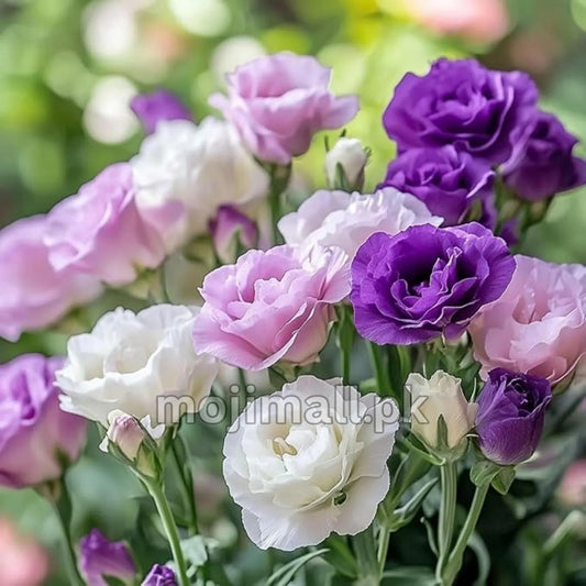 Lisianthus Tall Double – F1 Hybrid 10 Seeds