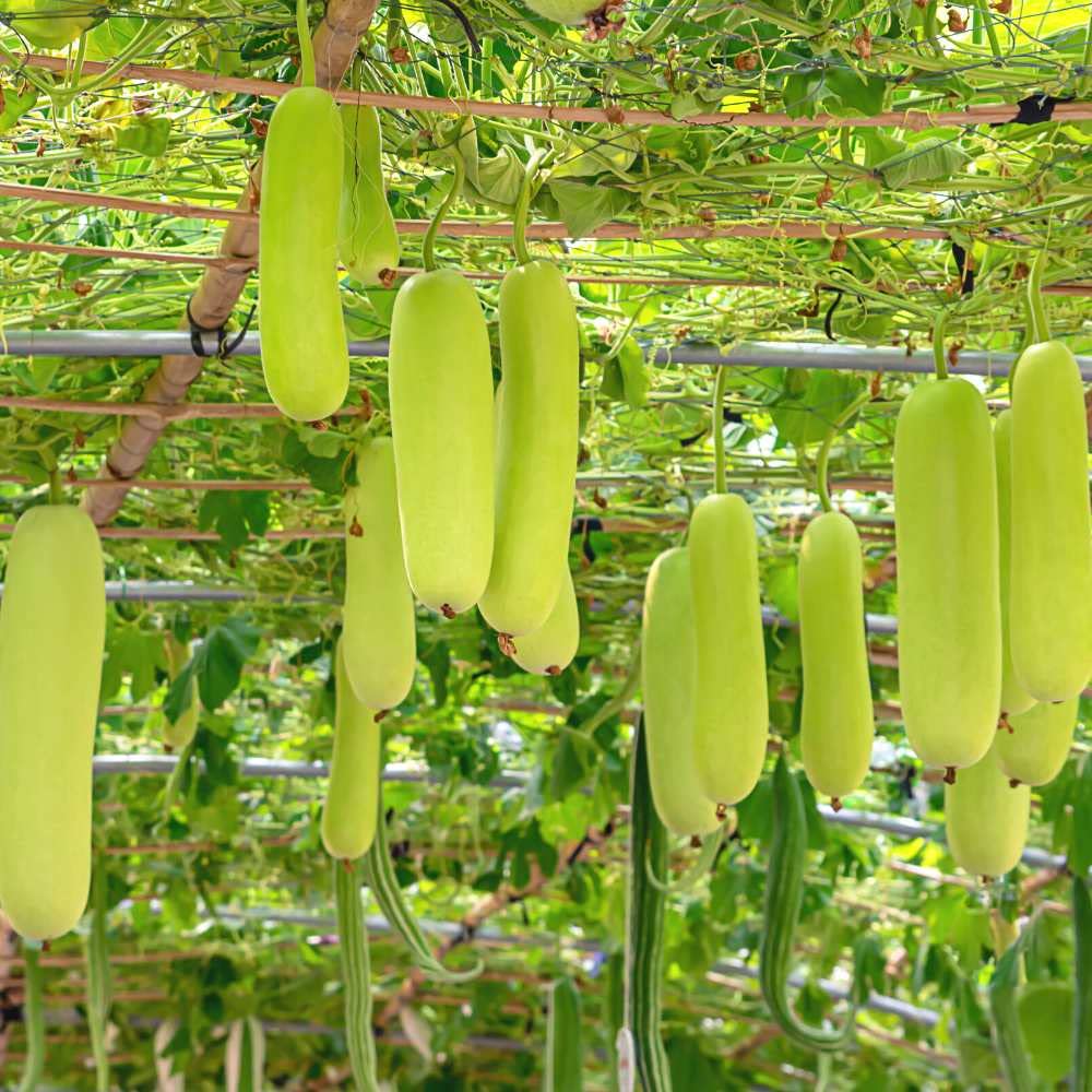 Bottle Gourd - F1 Hybrid Seeds