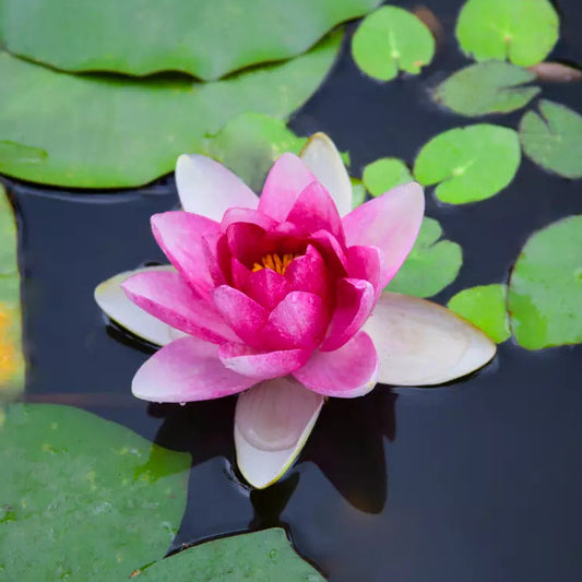 lotus flower in water