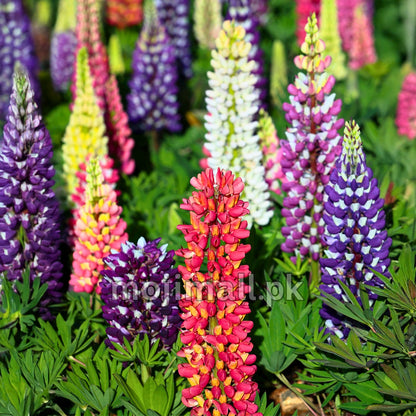 Lupine Mix – 10 Seeds
