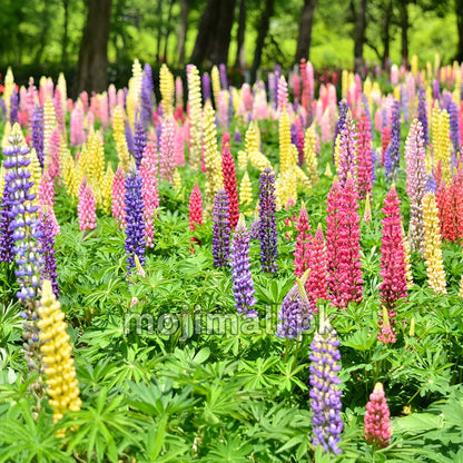 Lupine Mix – 10 Seeds