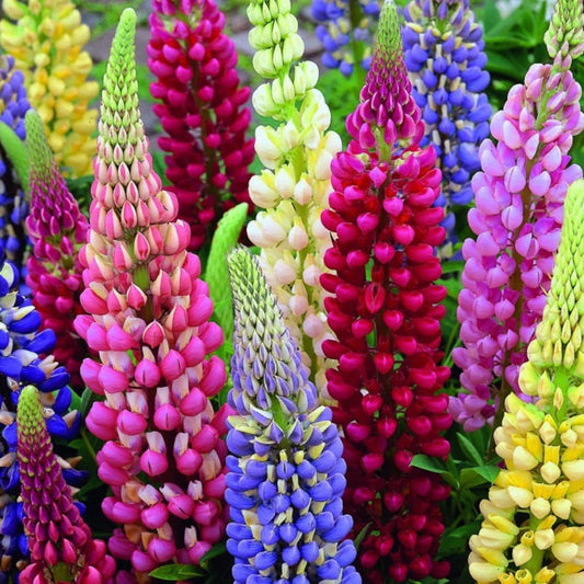 Colorful lupine flowers in various shades including pink, purple, blue, and yellow.