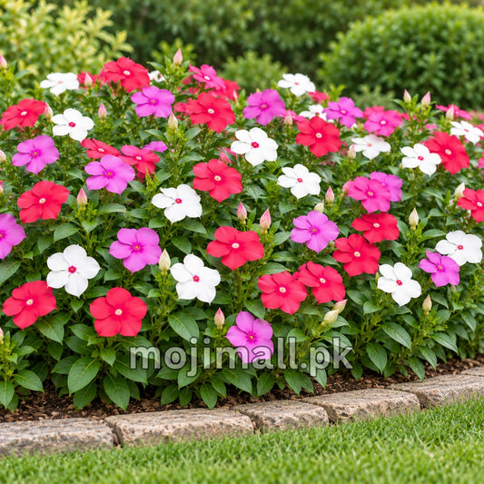 Moji Mall’s Vinca Mix seeds listing in Pakistan shows pink and white flowers along a stone-edged border.