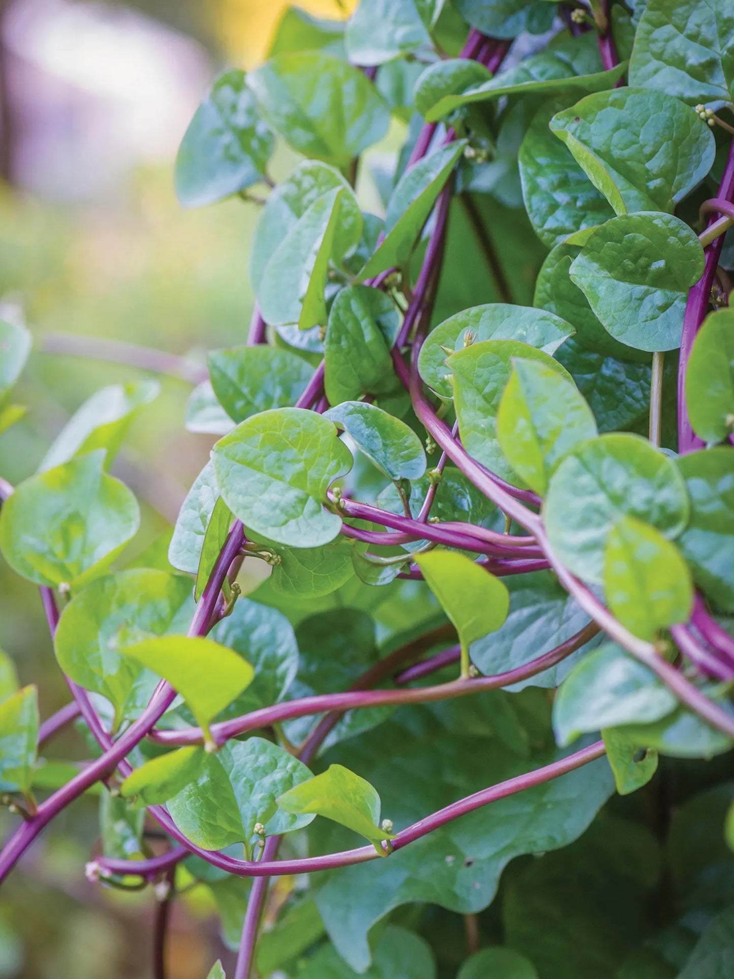 Malabar Spinach (Basella Creeper) - Red - 10+ Seeds