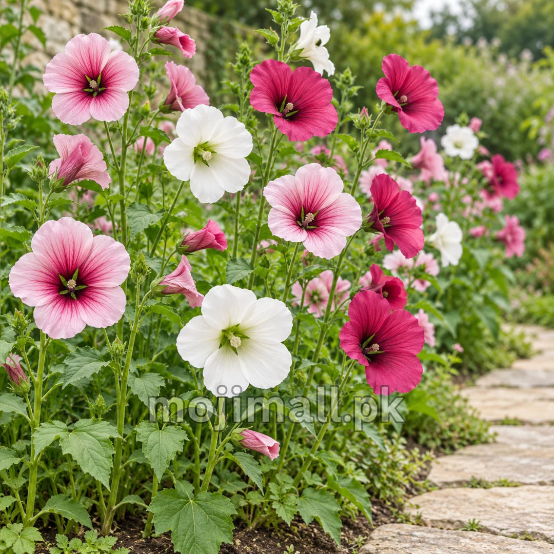 Malope Mix – 30+ Seeds