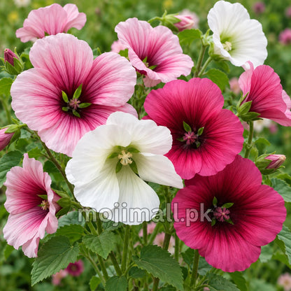 Malope Mix – 30+ Seeds