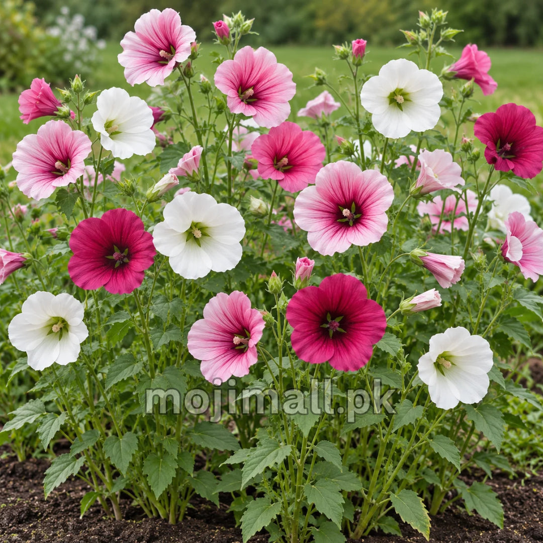 Malope Mix – 30+ Seeds
