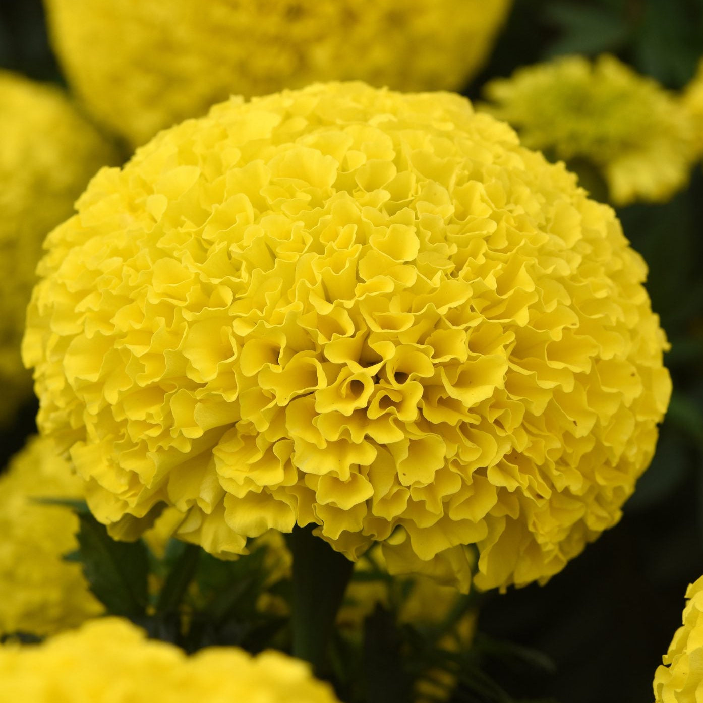 Close-up of a bright yellow marigold flower with a blurred background