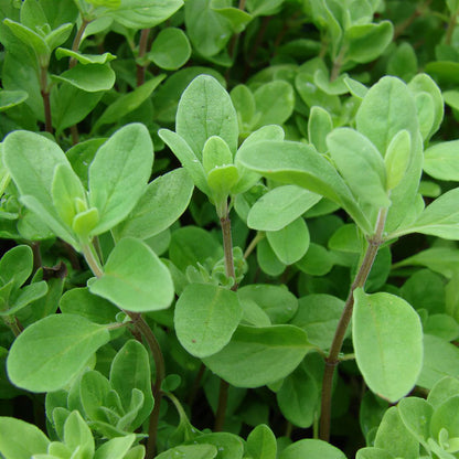 Marjoram – 50+ Seeds