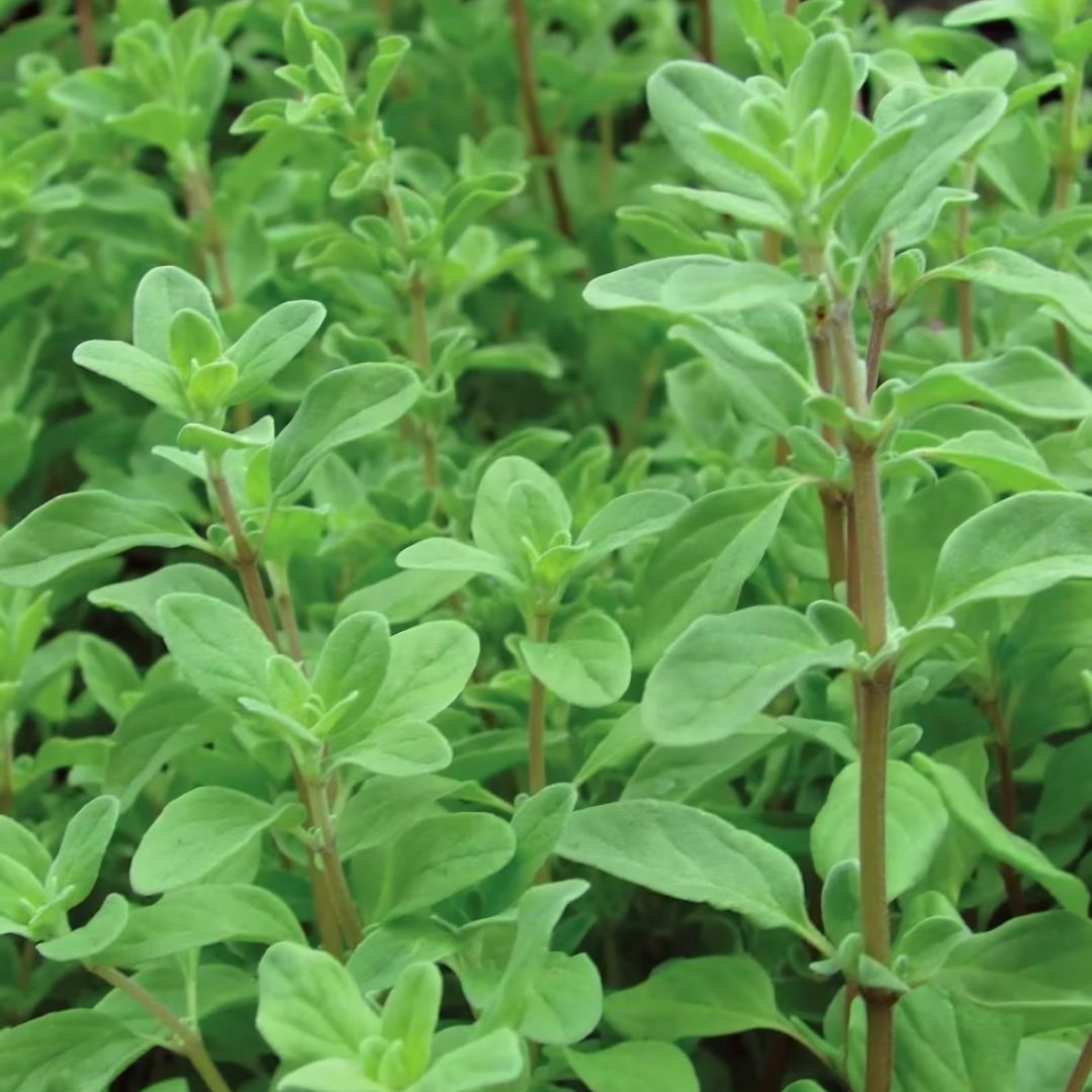 Marjoram – 50+ Seeds