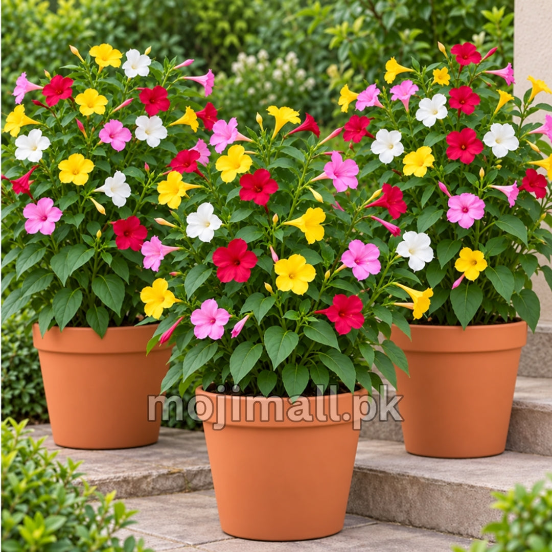 Three pots of mixed-colour flowers illustrate Moji Mall’s 4 O’Clock Mix seeds listing in Pakistan.