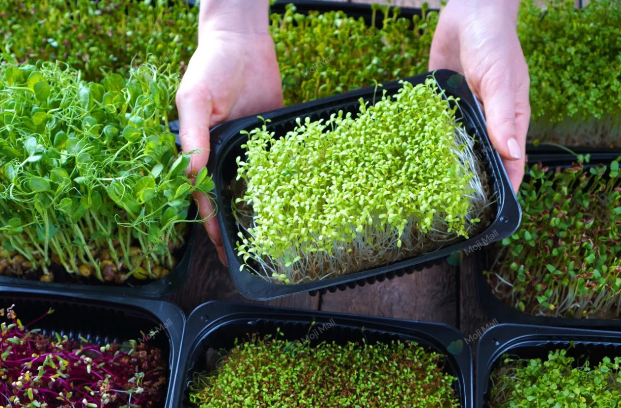 Microgreens Seeds
