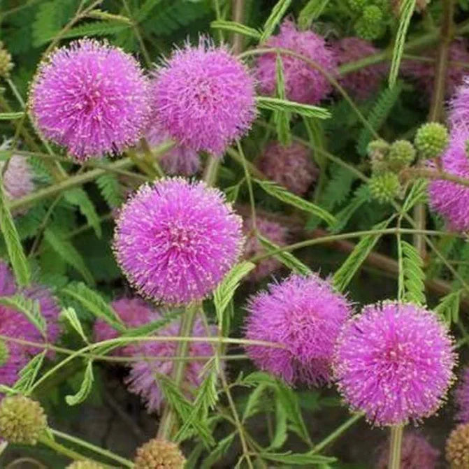 mimosa pudica touch me not
