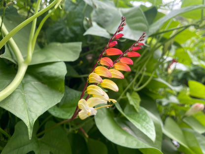 Mina Lobata Vine – Seeds