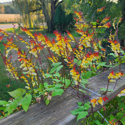 Mina Lobata Vine – Seeds
