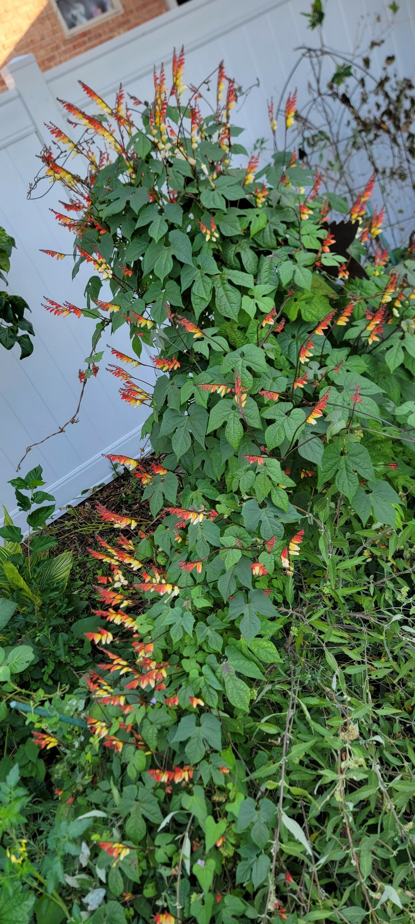 Mina Lobata Vine – Seeds