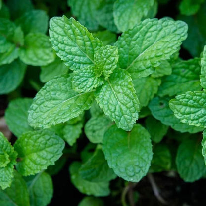 Mint (Spearmint) – 150+ Seeds
