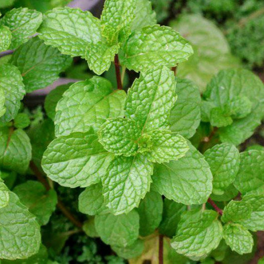 Mint - Seeds (Fresh & Easy to Grow)