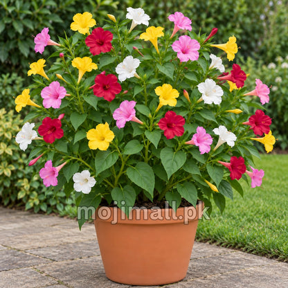 4 O’Clock flowers fill a terracotta pot in Moji Mall’s Mirabilis jalapa Mix seeds listing in Pakistan.
