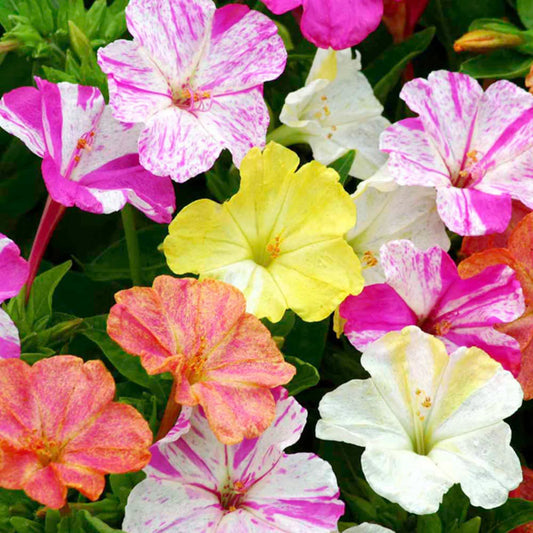 4 O'Clock (Mirabilis Jalapa Bicolor) Mix Seeds 15-Moji Mall