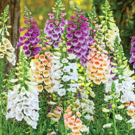Colorful foxglove flowers in a garden setting