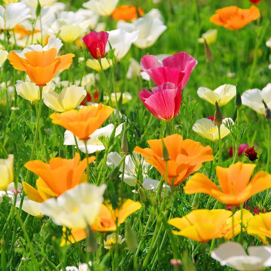 Field of colorful california poppy flowers including orange, pink, and white blossoms.