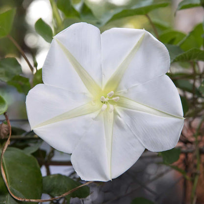 Morning Glory White (Moon Flower) – 10 Seeds-Moji Mall