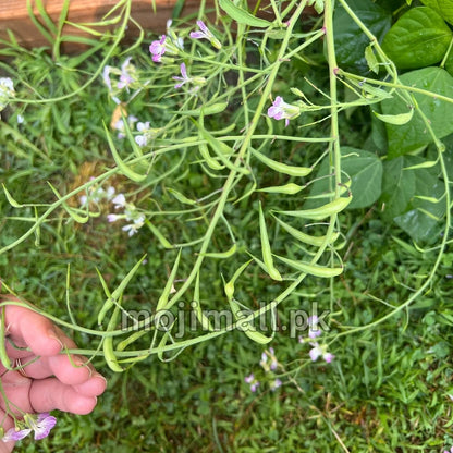 Moongra (دیسی مونگرے کے بیج) – 70+ Seeds