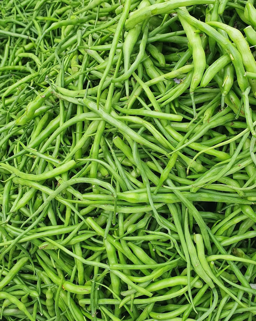 Moongray (دیسی مونگرے کے بیج) – 70+ Seeds