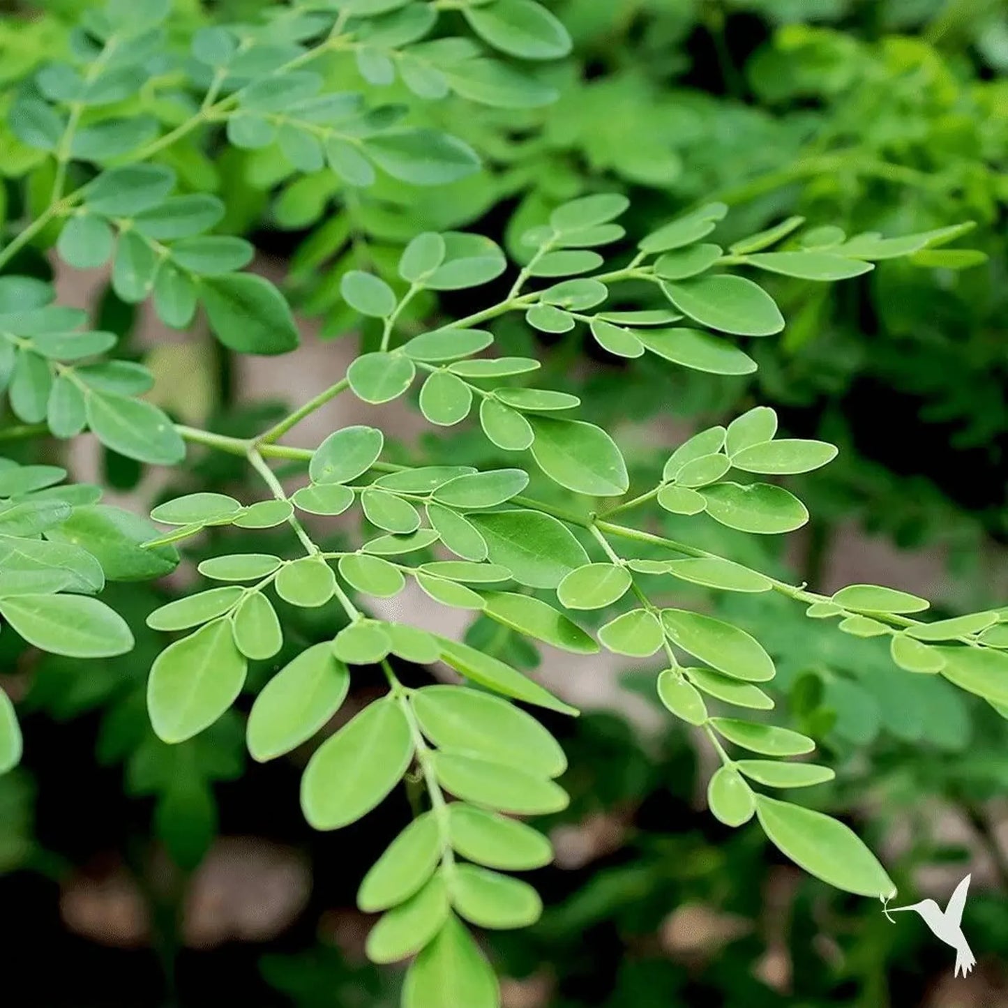 Close-up of a branch with green leaves on a blurred natural background
