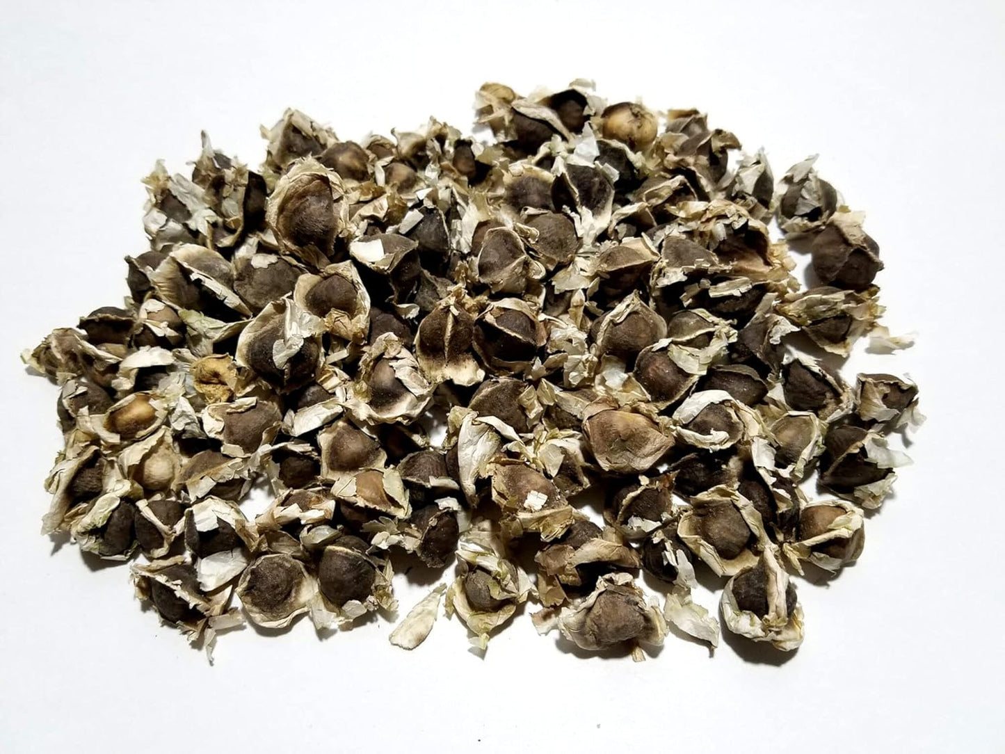 Moringa (سوہانجنا) – 1kg Tree Seeds