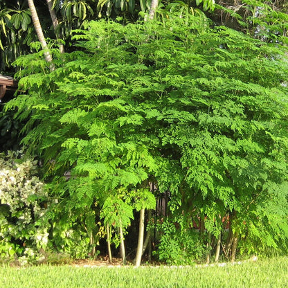 Moringa (سوہانجنا) – 1kg Tree Seeds