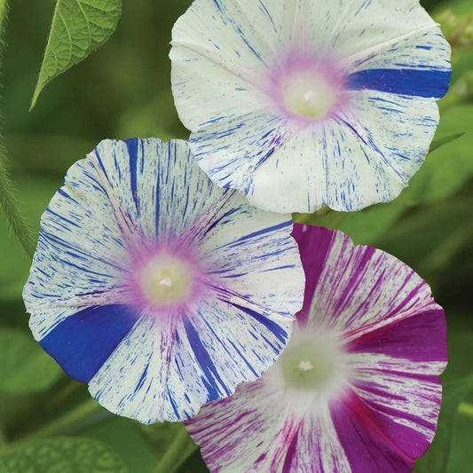 Morning Glory (Carnevale di Venezia) - Seeds