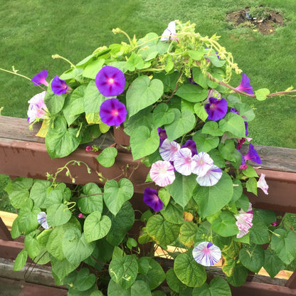 Morning Glory (Carnevale di Venezia) - Seeds